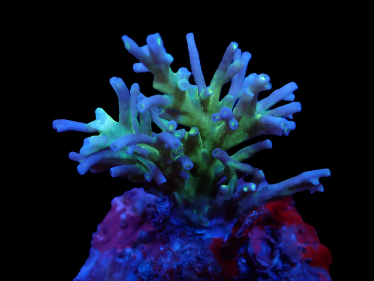 Acropora speciosa