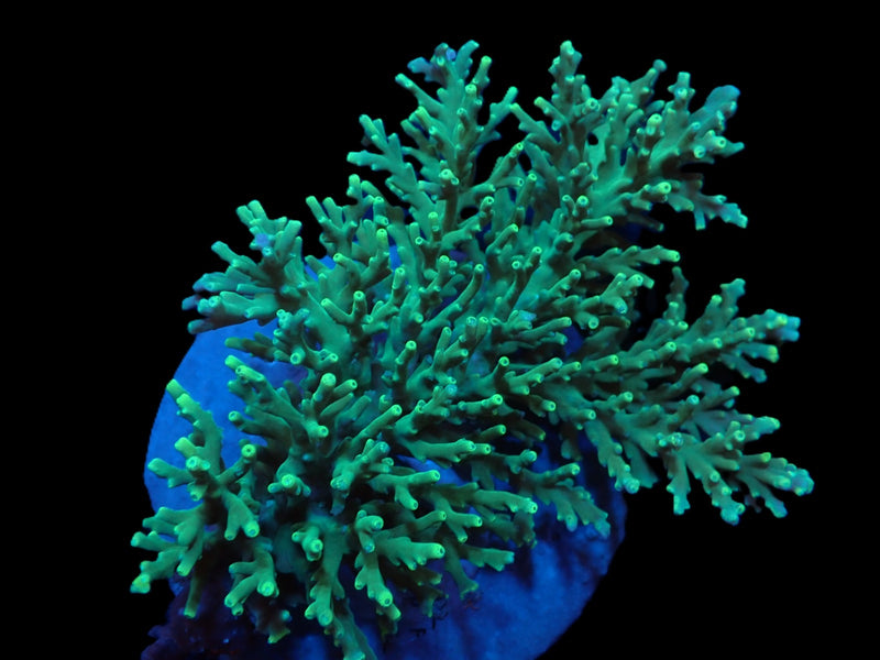 Acropora speciosa
