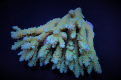 Acropora spp. (Blue)