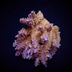 Acropora spp. (Coral Sea)