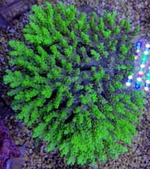 Acropora spp. (Coral Sea)