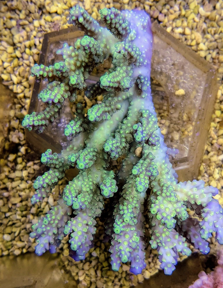 Acropora spp. (Coral Sea)