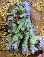 Acropora spp. (Coral Sea)