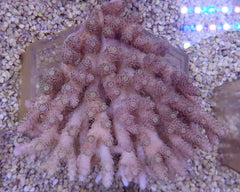 Acropora spp. (Cream)