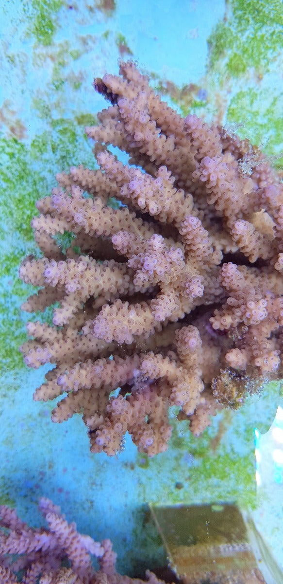 Acropora spp. (Cream)