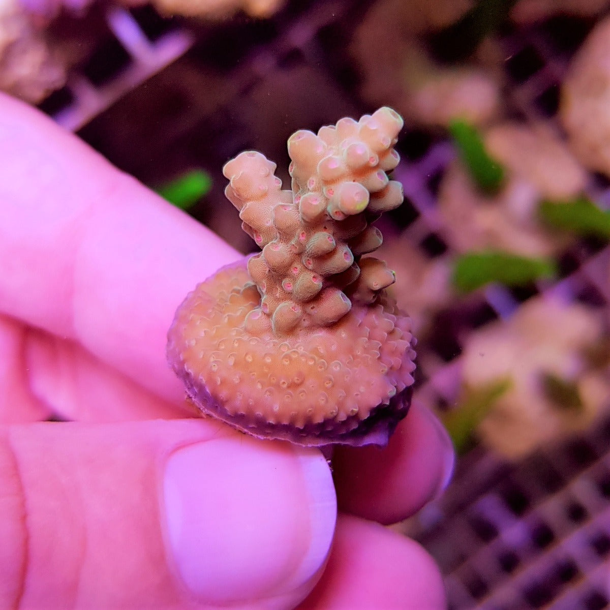 Acropora spp. (Grade A) (frag)