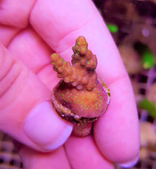 Acropora spp. (Grade A) (frag)
