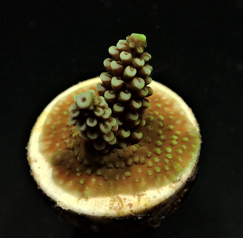Acropora spp. (Grade A) (frag)
