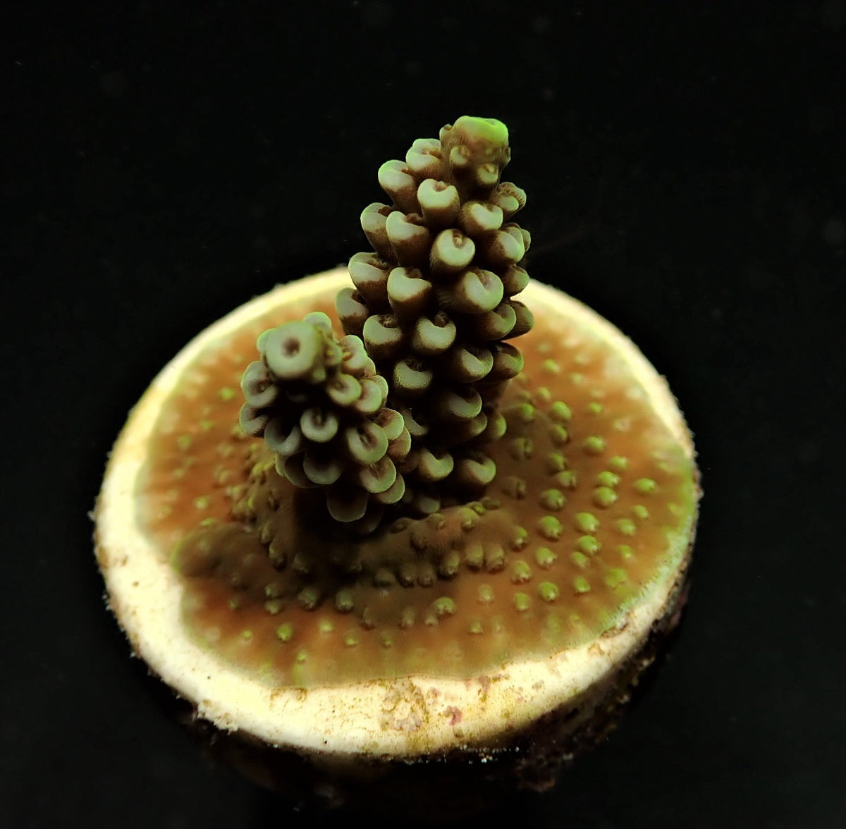 Acropora spp. (Grade A) (frag)