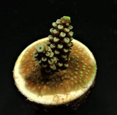 Acropora spp. (Grade A) (frag)