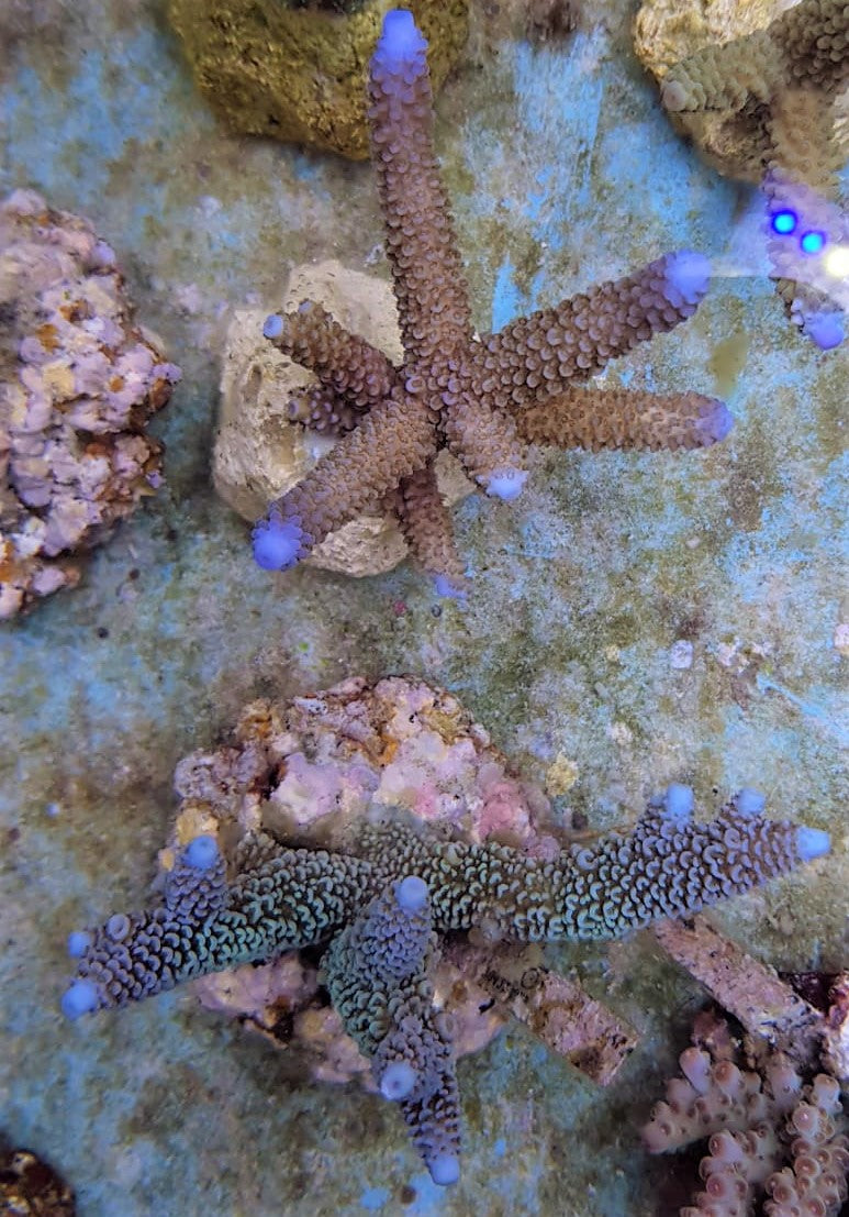 Acropora spp. (Maricultured)