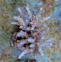 Acropora spp. (Maricultured)
