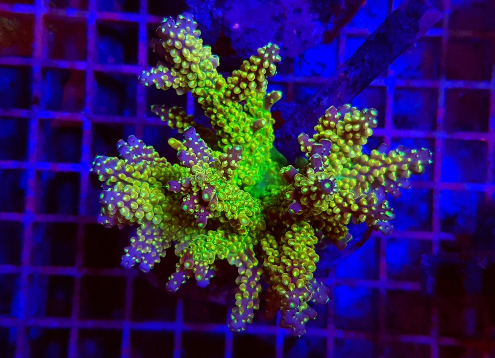 Acropora spp. (Maricultured) (Ultra)
