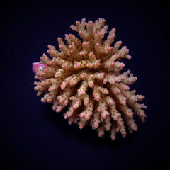 Acropora subulata
