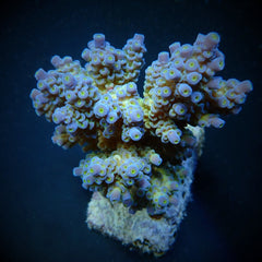 Acropora tenuis (Blueish)
