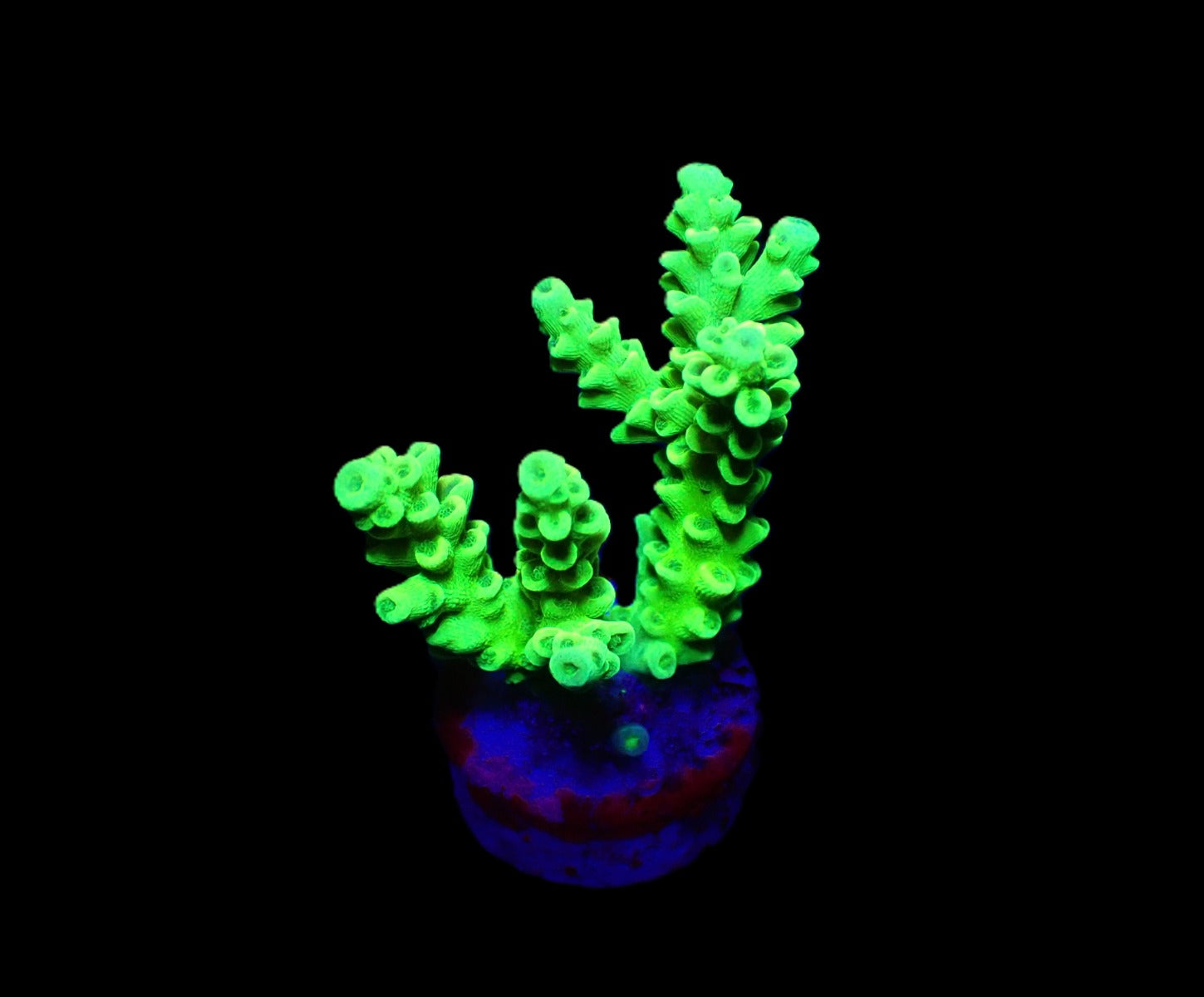 Acropora tenuis (Greenish) (frag)