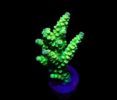Acropora tenuis (Greenish) (frag)