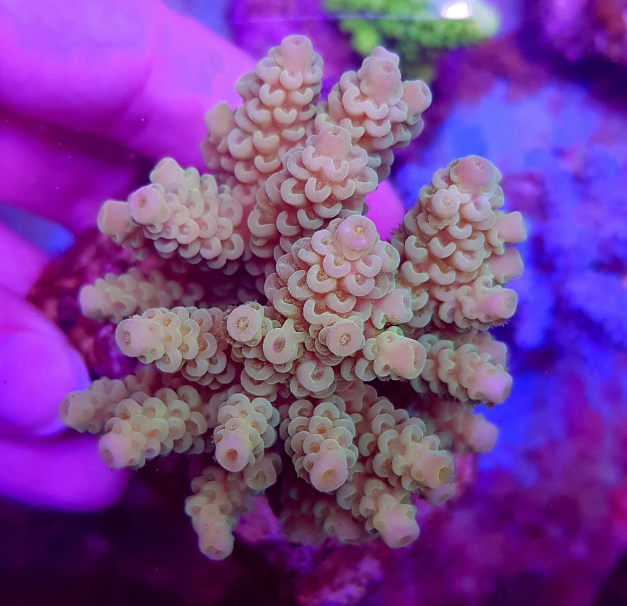 Acropora tenuis (Greenish)