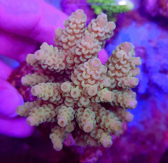 Acropora tenuis (Greenish)