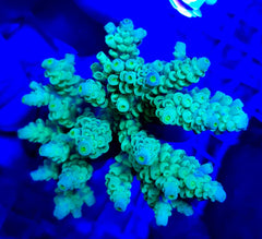 Acropora tenuis (Greenish)