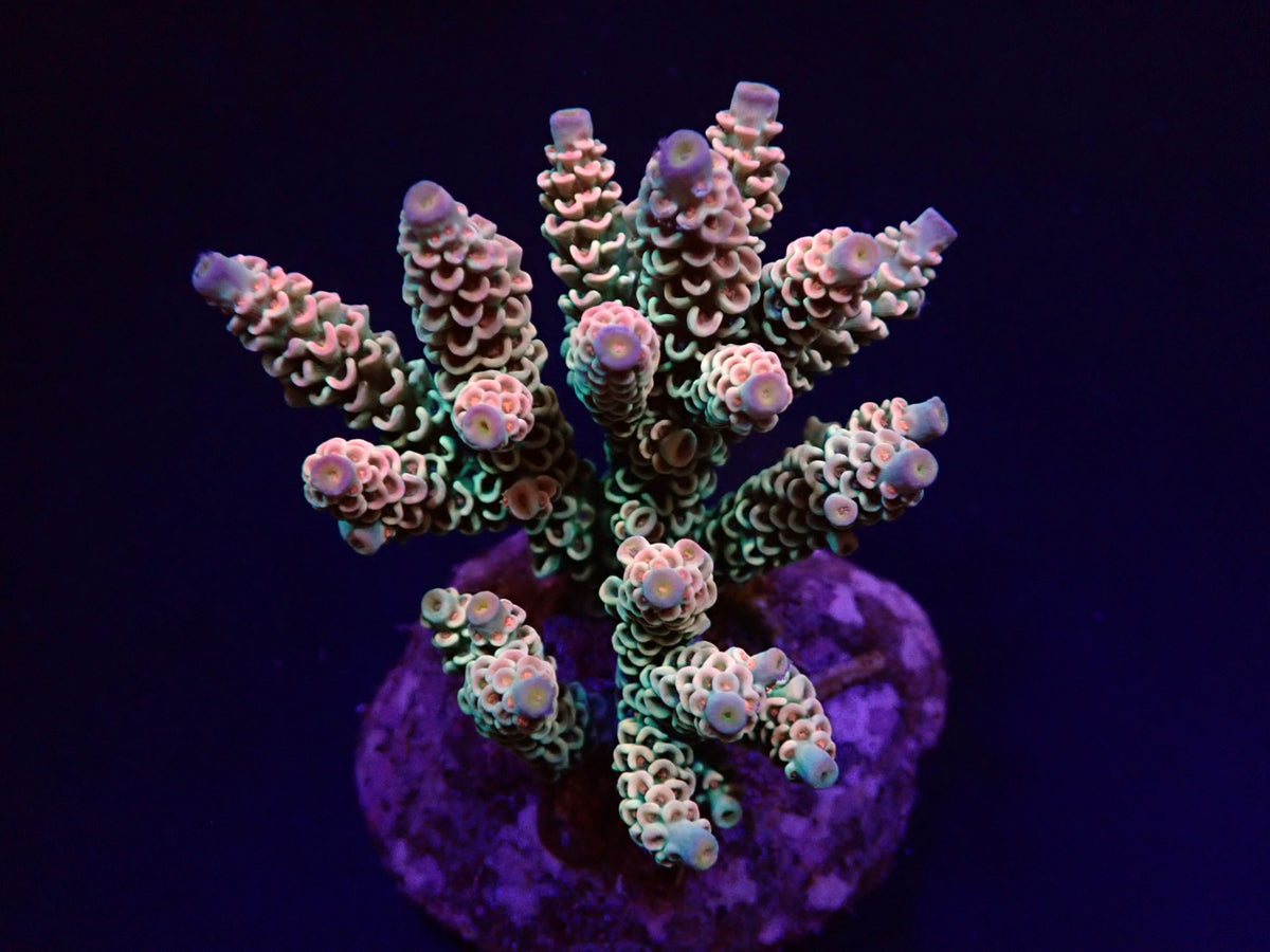 Acropora tenuis (Rainbow-Homewrecker)