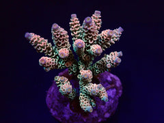 Acropora tenuis (Rainbow-Homewrecker)