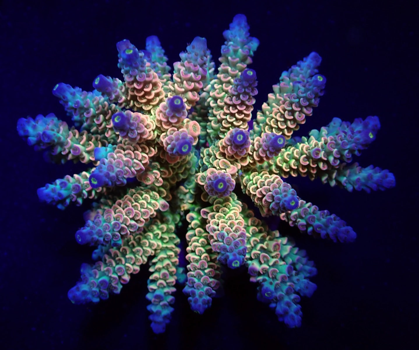 Acropora tenuis (Rainbow-Homewrecker)