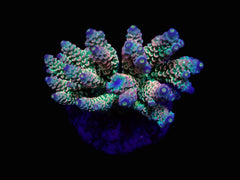 Acropora tenuis (Rainbow-Homewrecker)