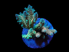 Acropora tenuis (Rainbow-Homewrecker)