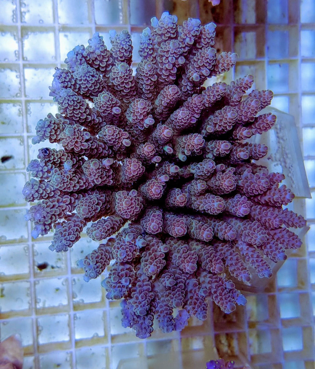 Acropora tenuis (Rainbow)