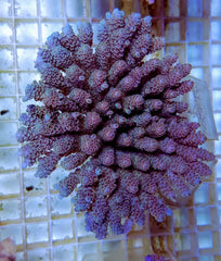 Acropora tenuis (Rainbow)