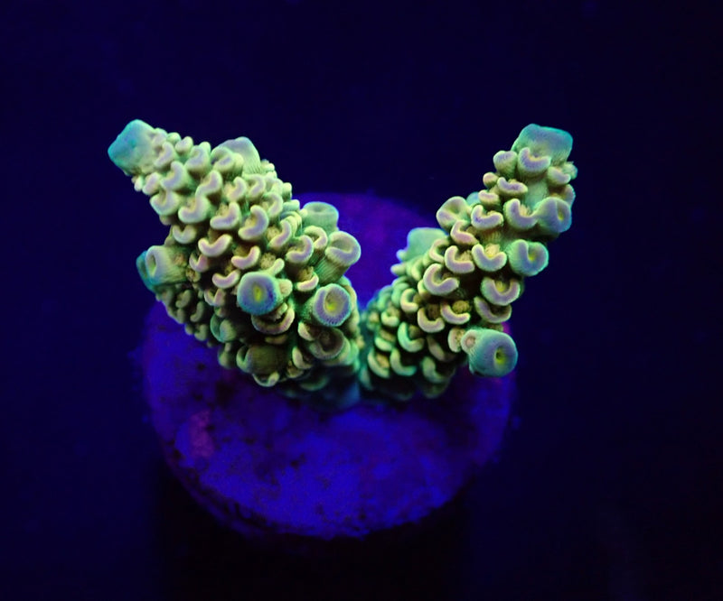 Acropora tenuis (Rainbow) (frag)