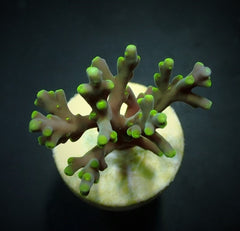 Acropora turaki (frag)