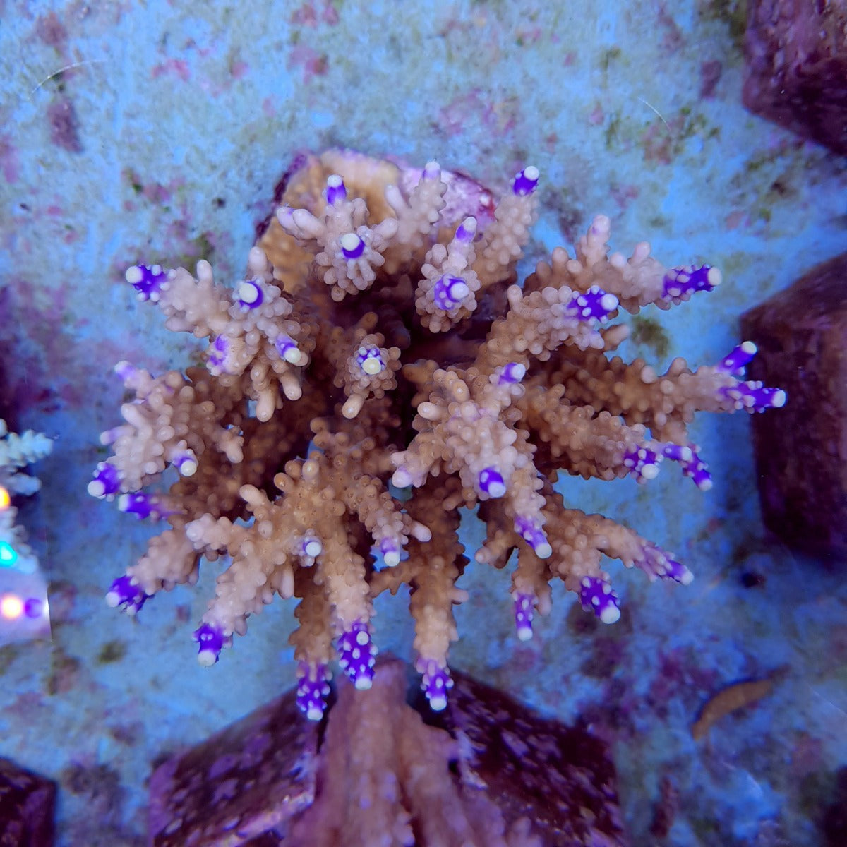 Acropora valida