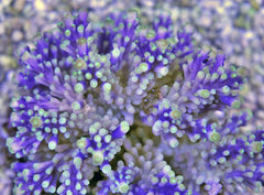 Acropora valida