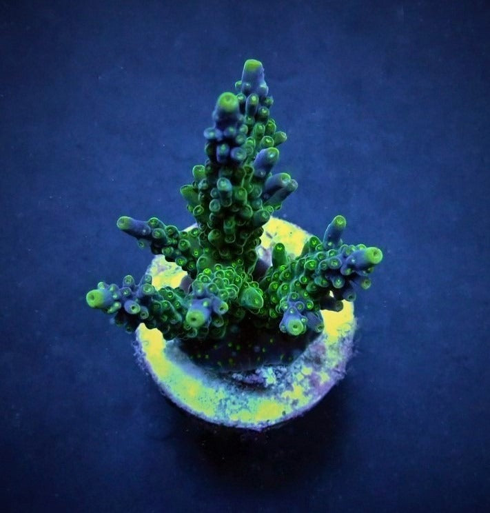 Acropora valida (frag)
