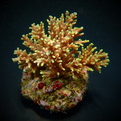 Acropora walindii