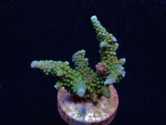 Acropora yongei (frag)
