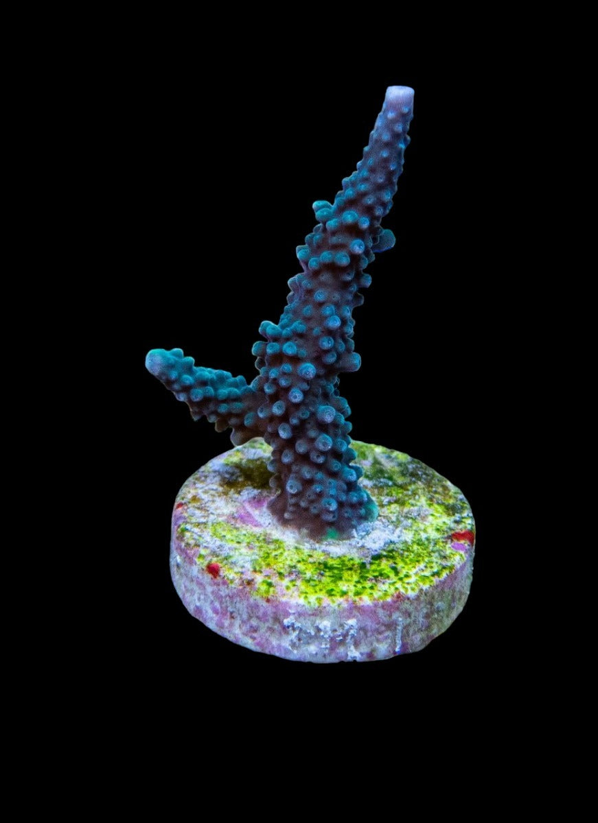Acropora yongei (frag)
