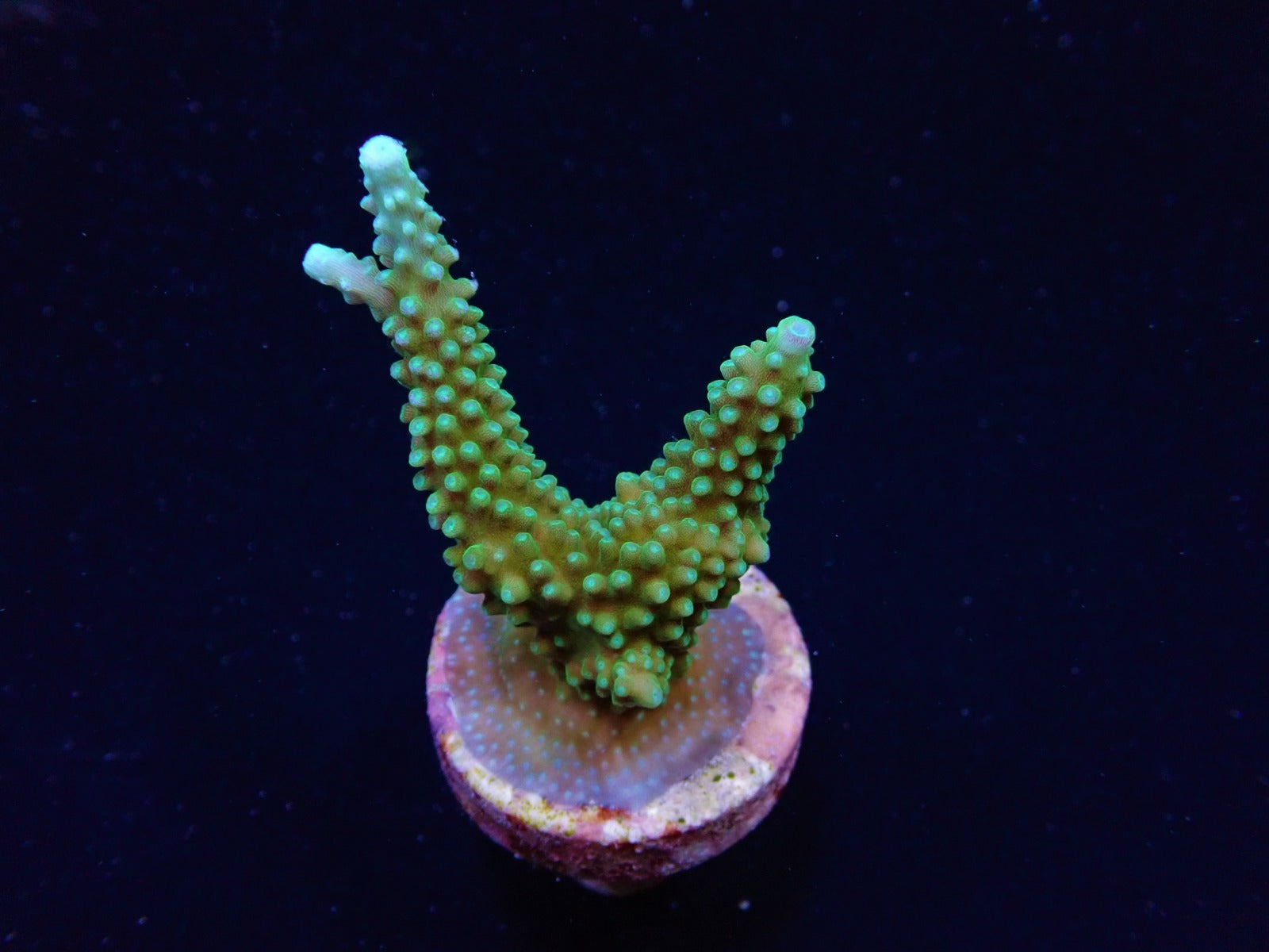 Acropora yongei (frag)
