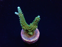Acropora yongei (frag)