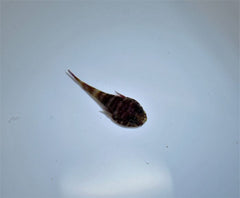 Acyrtus rubriginosus
