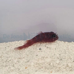 Acyrtus rubriginosus