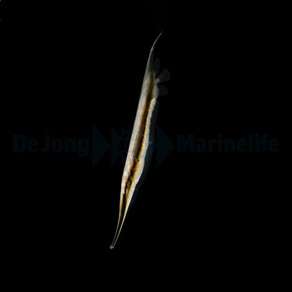 Aeoliscus strigatus - DJM Bred
