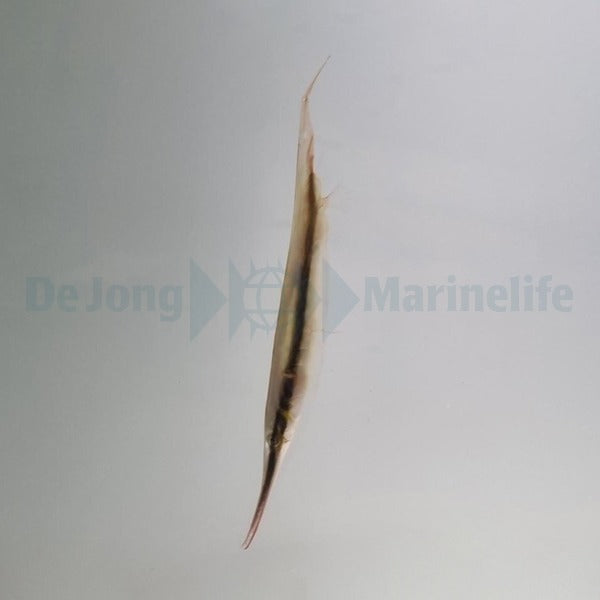 Aeoliscus strigatus