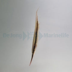 Aeoliscus strigatus