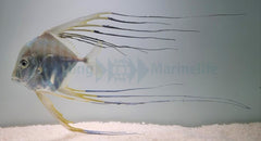Alectis indica