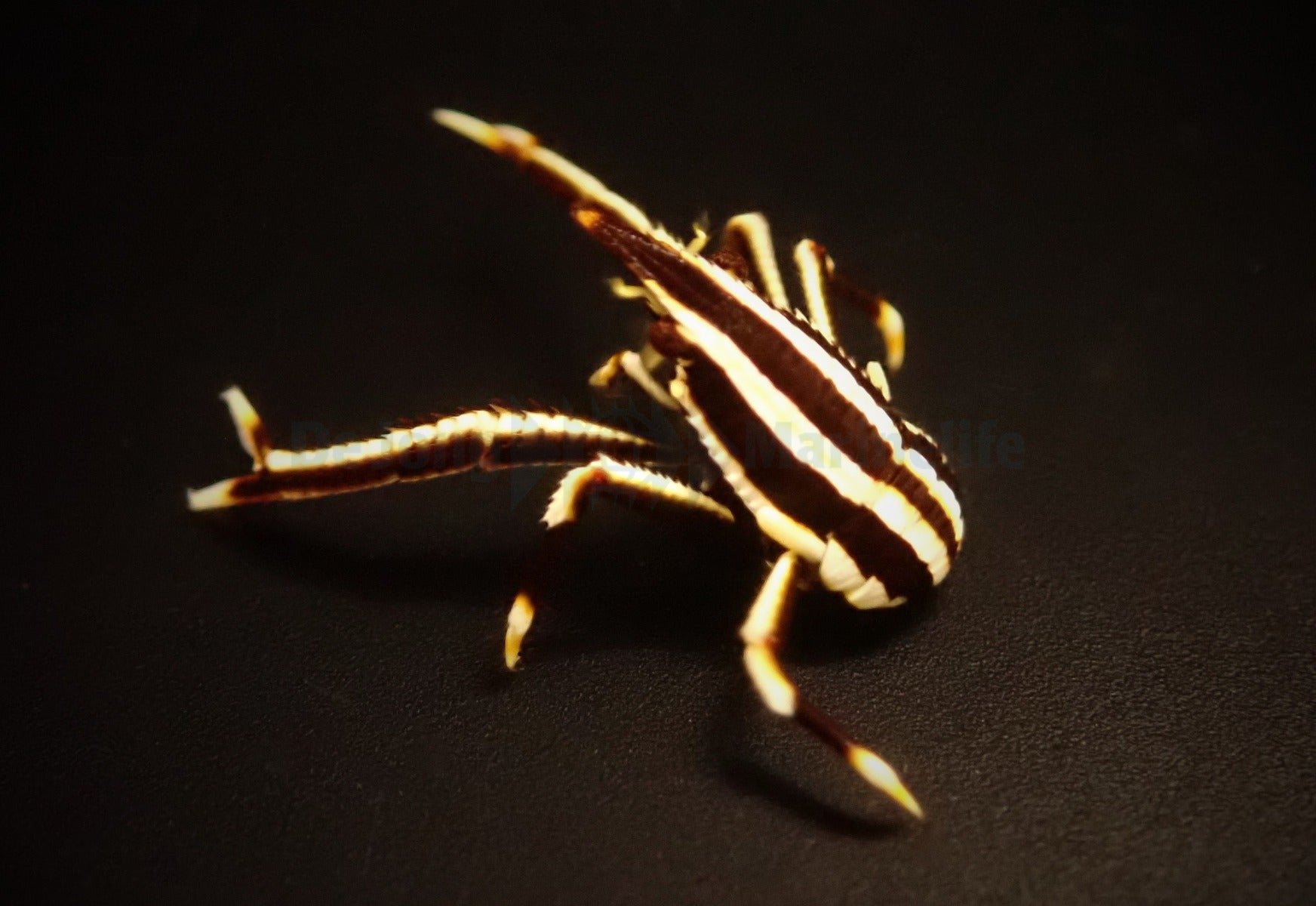 Allogalathea elegans (Striped)