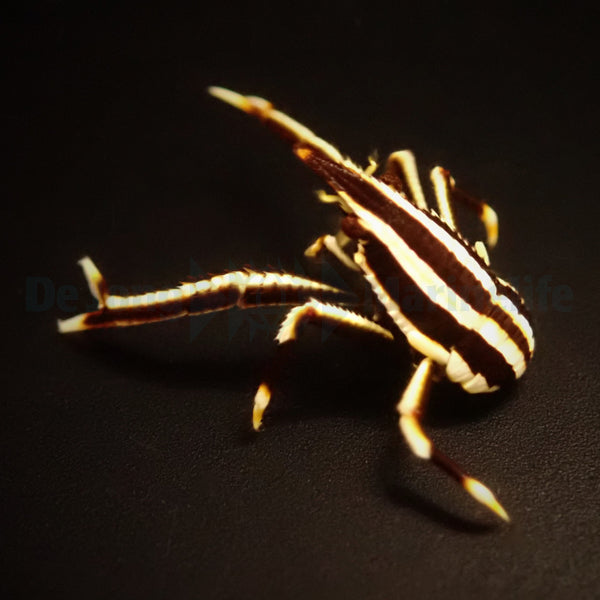 Allogalathea elegans (Striped)