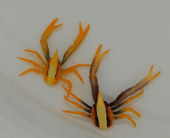 Allogalathea elegans (Premium color)